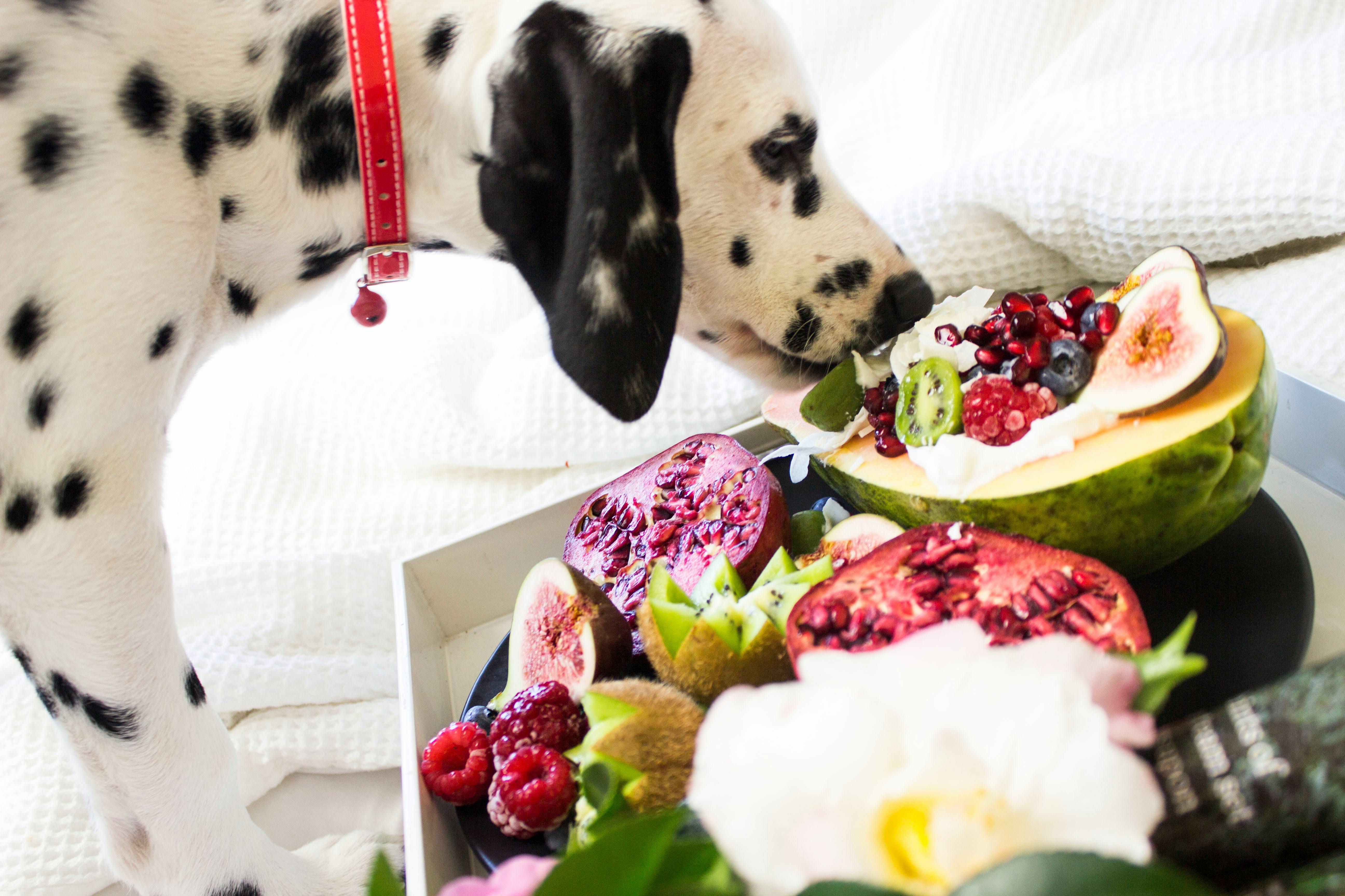 What Human Foods Are Safe for Dogs?
